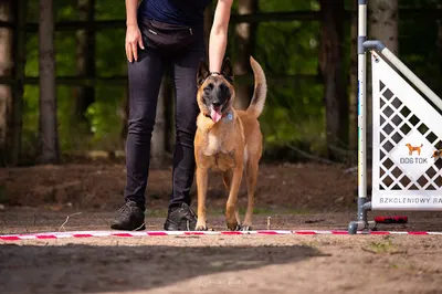 Omnidog Joanna Jüngst - Psi behawiorysta